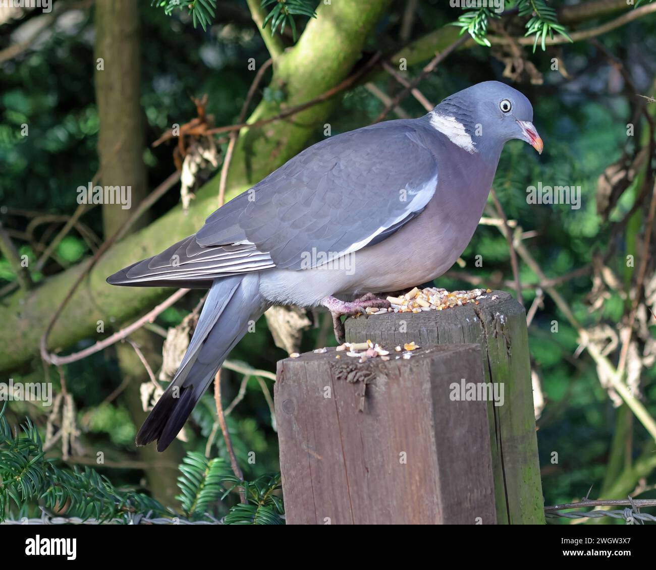 Woodpicceon comune (Columba Palumbus) Foto Stock