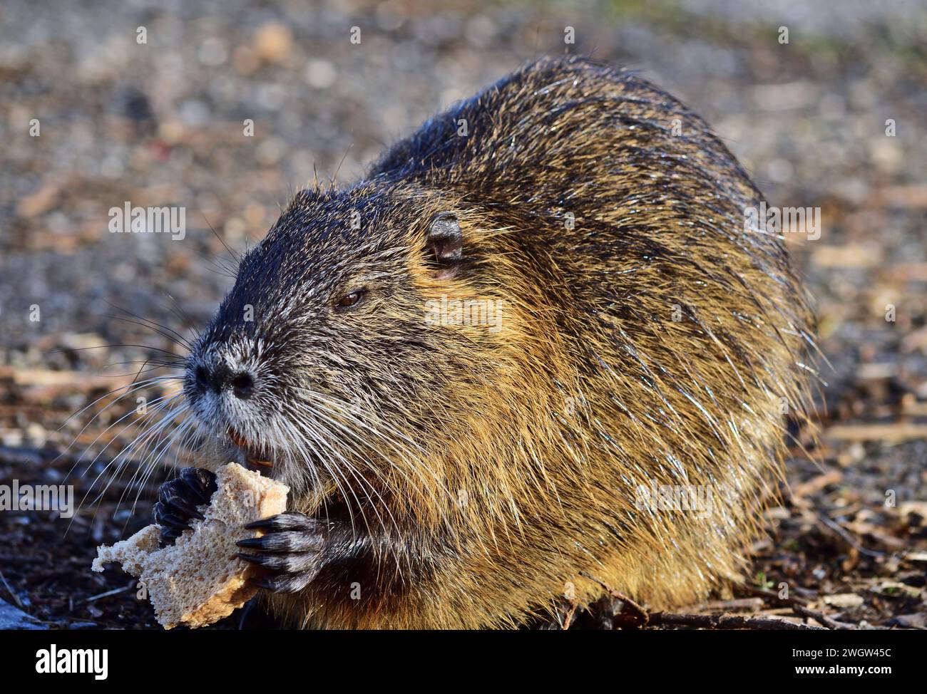 Nutria - Myocastor coypus mangiando vicino al ruscello in una piccola città ungherese Foto Stock