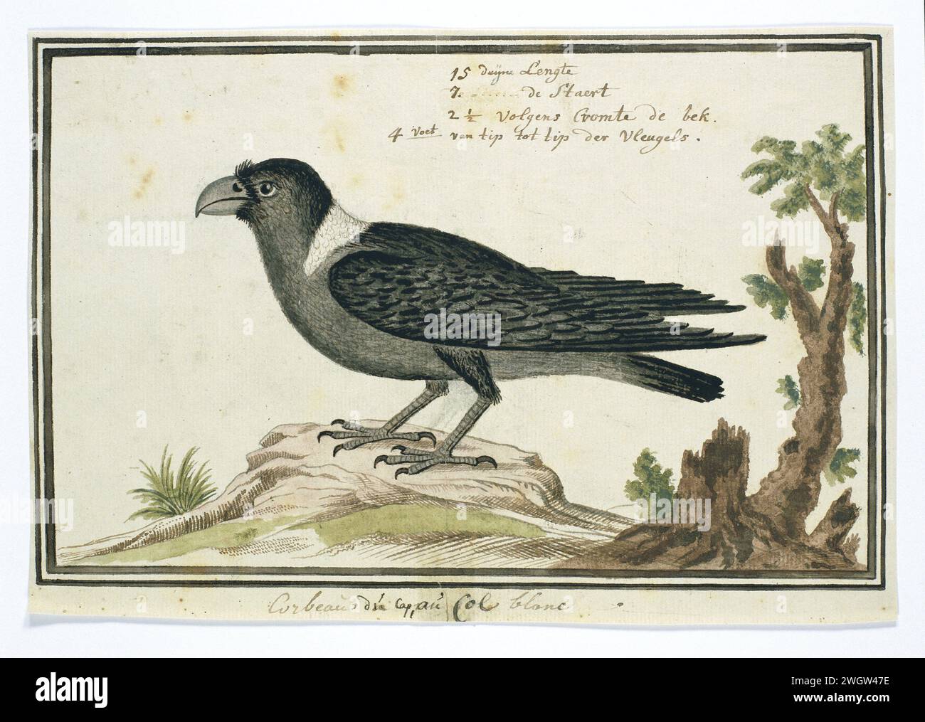 Corvus albicollis (corvo dal collo bianco), 1777 - 1786 Drawing Bird study: Witnekraaf (Corvuls Albicollis). carta. inchiostro. acquerello (vernice). matita. pennello/pennello con gesso Foto Stock Corvus albicollis (corvo dal collo bianco), 1777 - 1786 Drawing Bird study: Witnekraaf (Corvuls Albicollis). carta. inchiostro. acquerello (vernice). matita. pennello/pennello con gesso Foto Stock