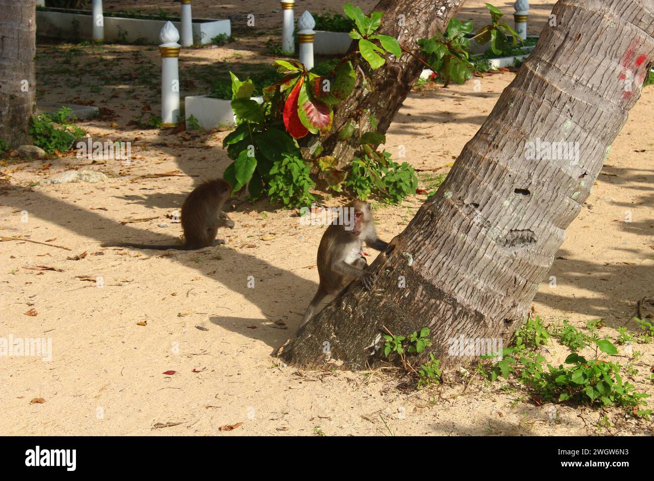 Scimmia selvatica sulla spiaggia e sulle palme Foto Stock