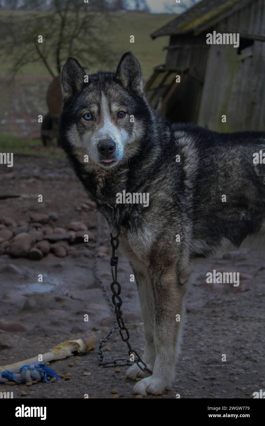 Un mix di husky su una catena Foto Stock