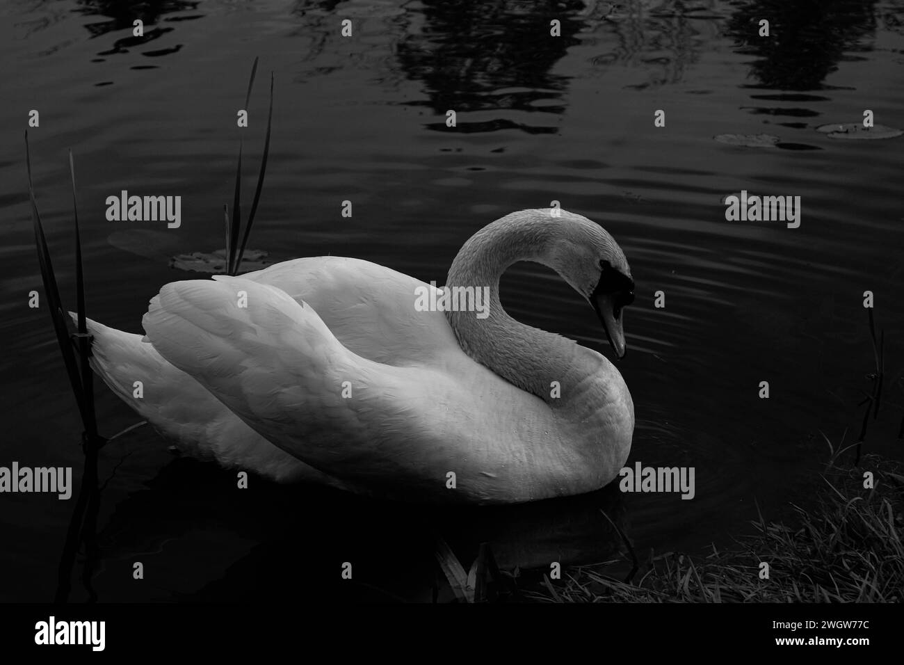 Un cigno solitario in un lago, in cerca di cibo Foto Stock