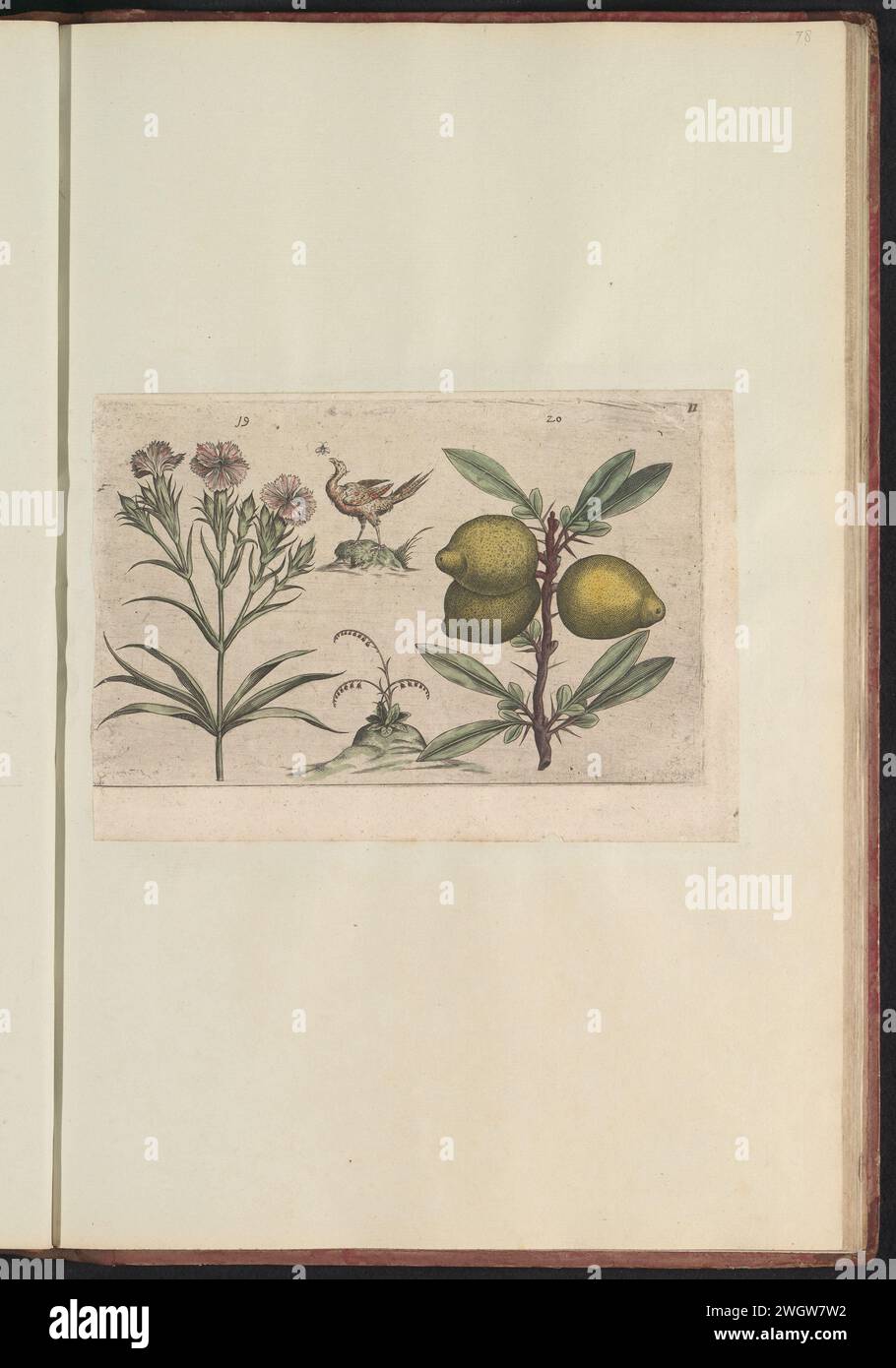 Tuinernjers (Dianthus caryophyllus) e limoni (Citrus Limon), Anonimo, dopo Crispijn van de Passe (i), 1640 stampa Tuinernjers e limoni (spinosi). Con un uccello che morde una mosca e una piccola pianta ornamentale. Fig. 19 e 20 su un foglio numerato a mano 11. In: Anselmi Boëtii de Boot i.c. Brugsis & Rodolphi II Imp. Nuovo. Medici a Cubiculis Florum, Herbarum, AC Fructuum Selectiorum Icones e Vires Pleraque Hacttenus Ignotæ. Parte dell'album con riviste e piatti del Boodts Herbarium del 1640. Il dodicesimo di dodici album con acquerelli di animali, uccelli e piante conosciuto intorno a 16 Foto Stock