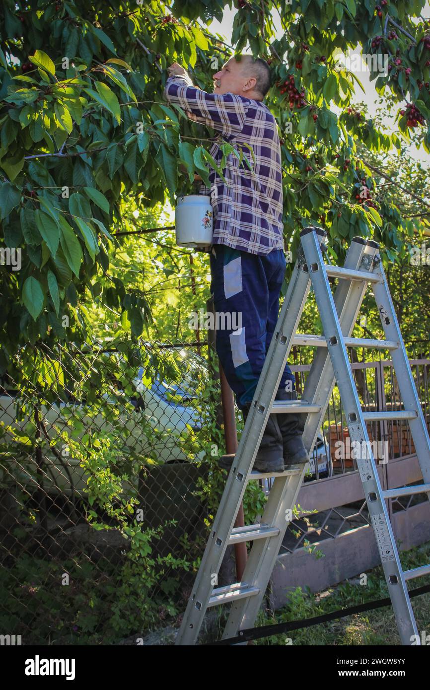 Uomo che raccoglie frutti di ciliegio in giardino. Stile di vita per anziani. Raccolta estiva. Uomo su scala in giardino. Lavoro agricolo. Raccolta di frutta. Foto Stock