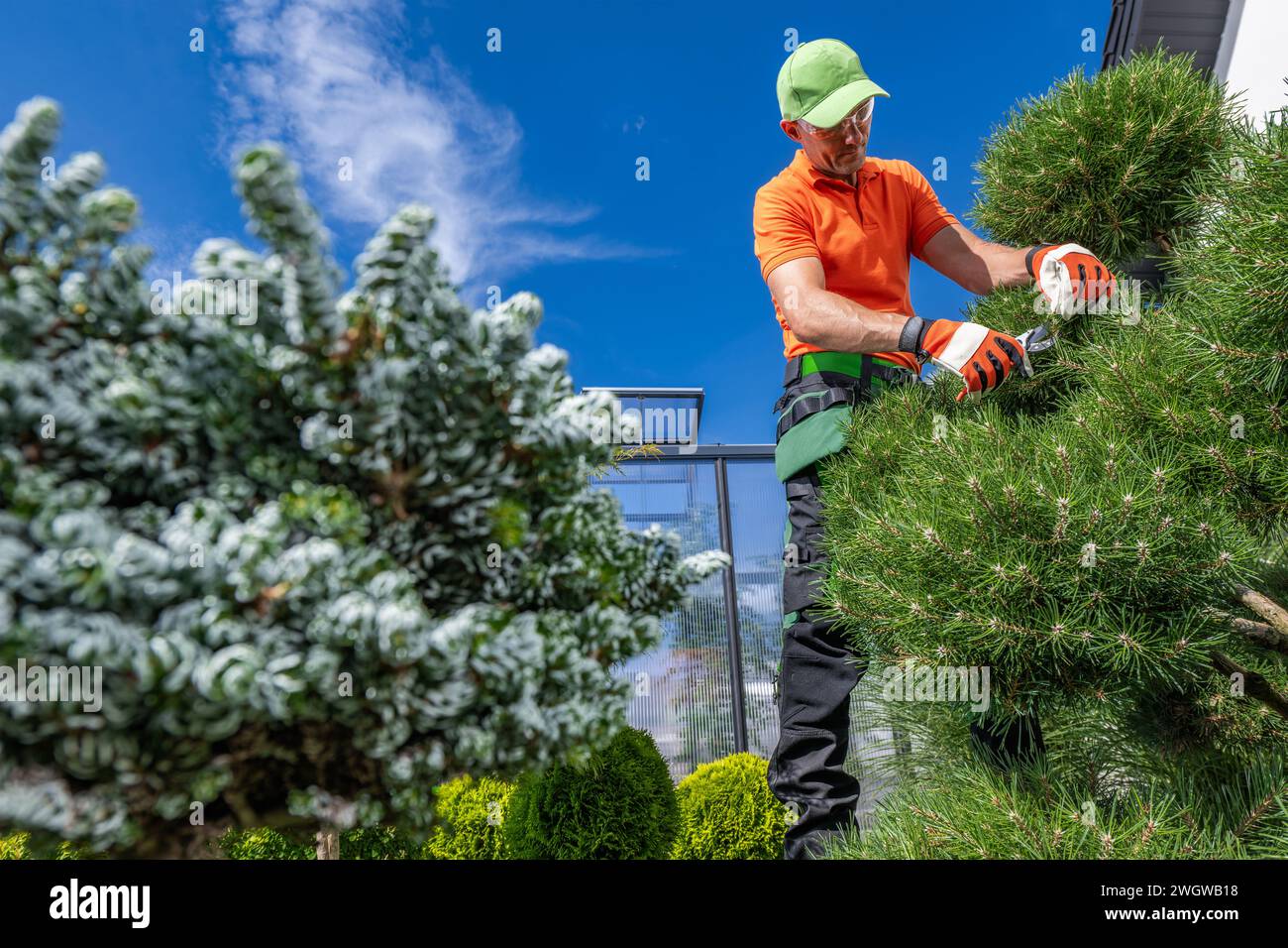Un uomo che si prende cura degli alberi e delle piante del giardino del cortile posteriore Foto Stock