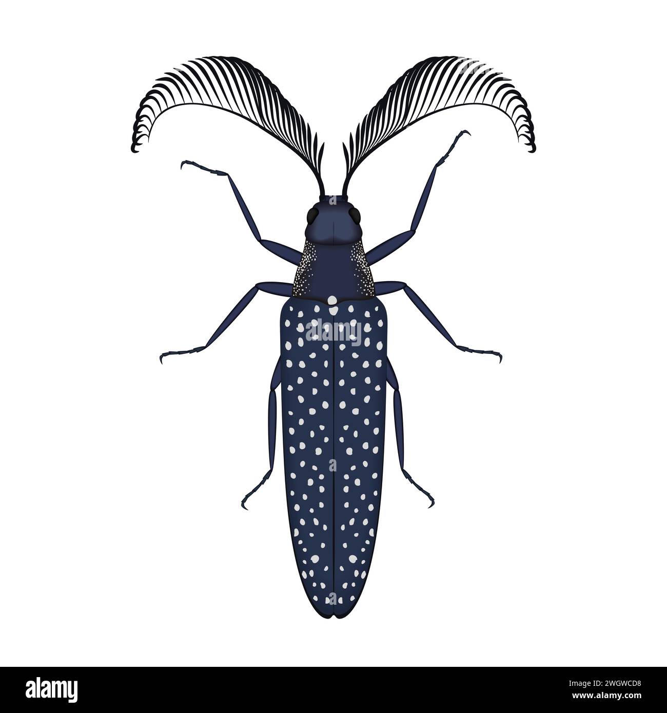 Scarabeo con antenne e texture sulle ali, vista dall'alto di insetti e immagini vettoriali di insetti Illustrazione Vettoriale
