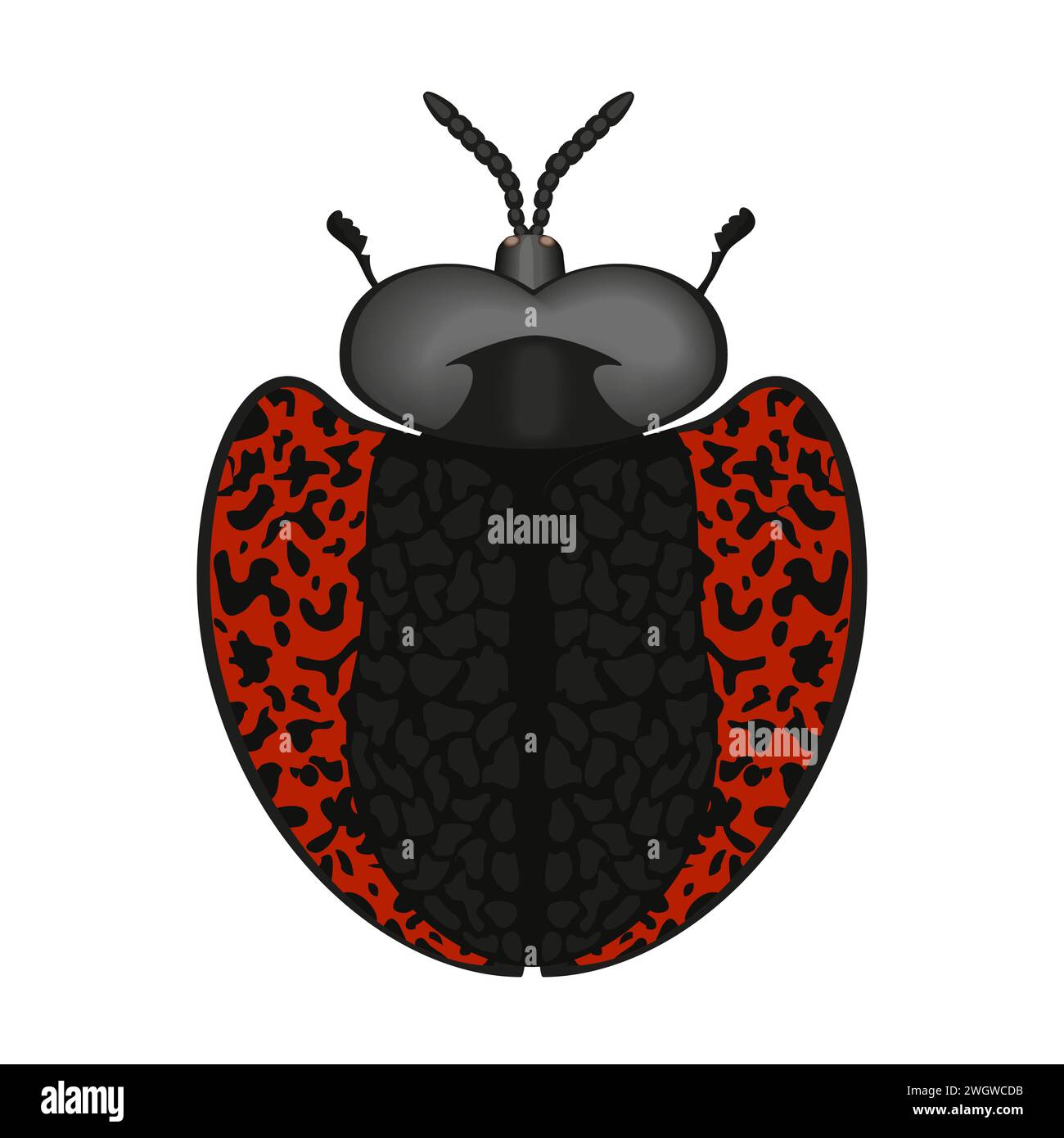 Scarabeo nero rosso con antenne e gambe, vista dall'alto dell'illustrazione vettoriale degli insetti Illustrazione Vettoriale