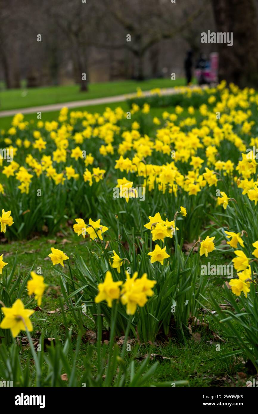 Londra, Regno Unito. 6 febbraio 2024. Meteo Regno Unito molto presto tulipani (Tulipa) e Snowdrops (Galanthus) a St James Park Londra Regno Unito Tulips Credit: Ian Davidson/Alamy Live News Foto Stock