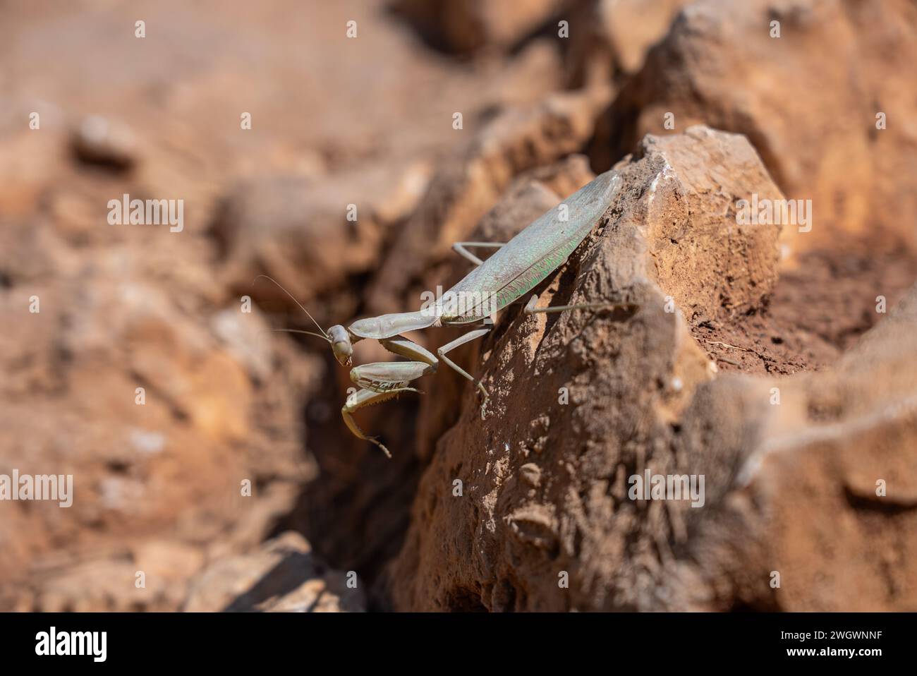 Mantis seduto sulla roccia di pietra. Pregando mantis (Mantis religiosa) sul terreno. Mantis sull'isola greca. Foto Stock