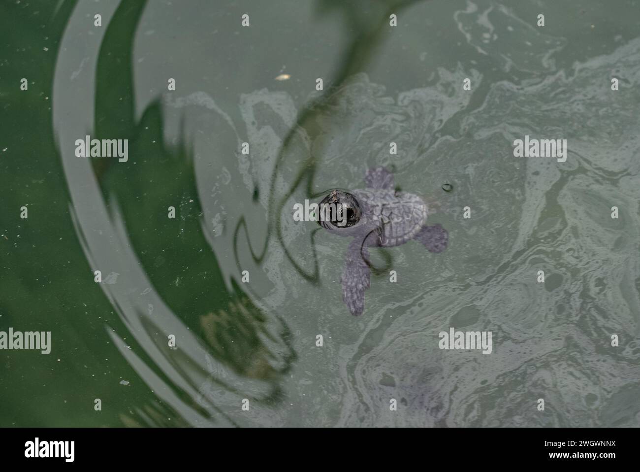 Tartarughe marine Caretta-Caretta a Laganas sull'isola greca di Zante Foto Stock