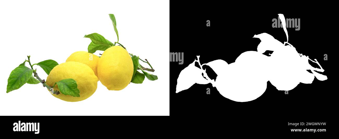 Frutto di limone con foglia isolata su sfondo bianco e con maschera di ritaglio e percorso Foto Stock