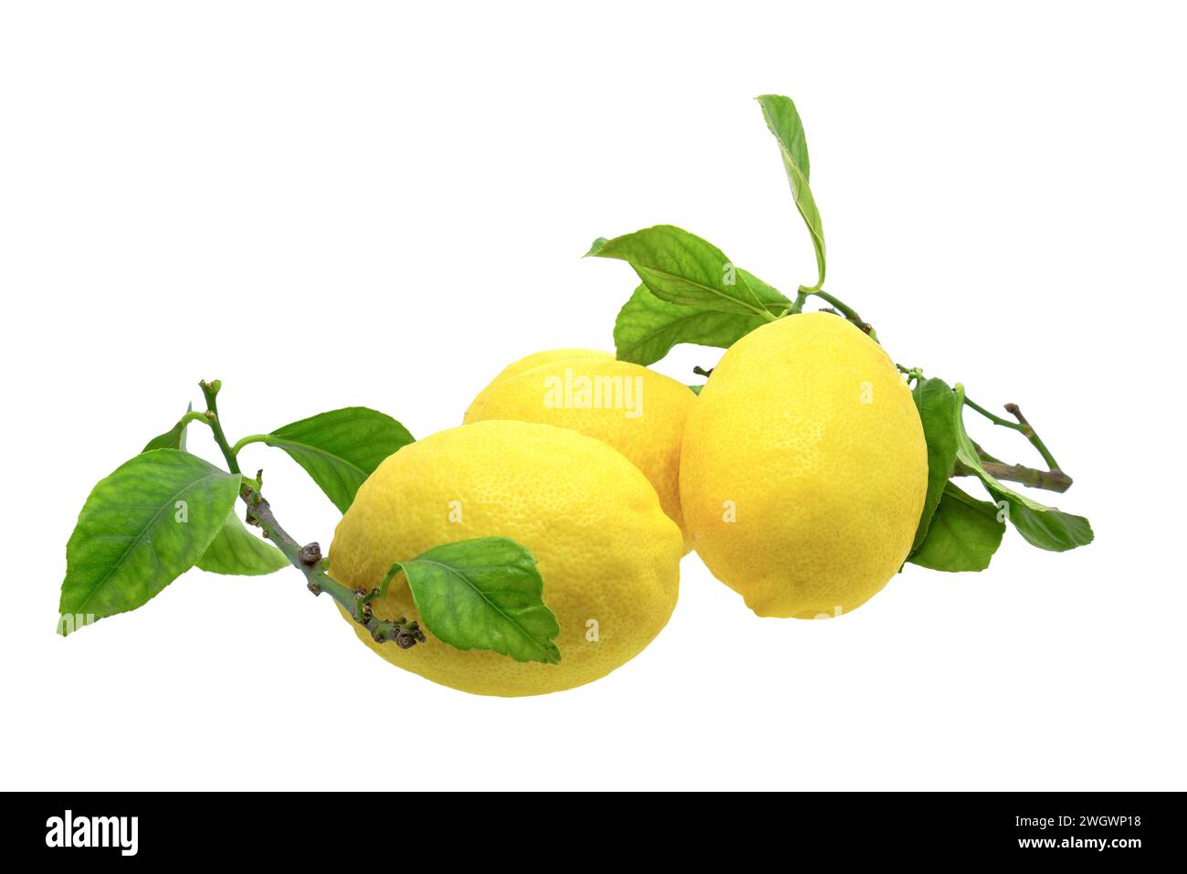 Limone frutti con foglie isolati su sfondo bianco Foto Stock