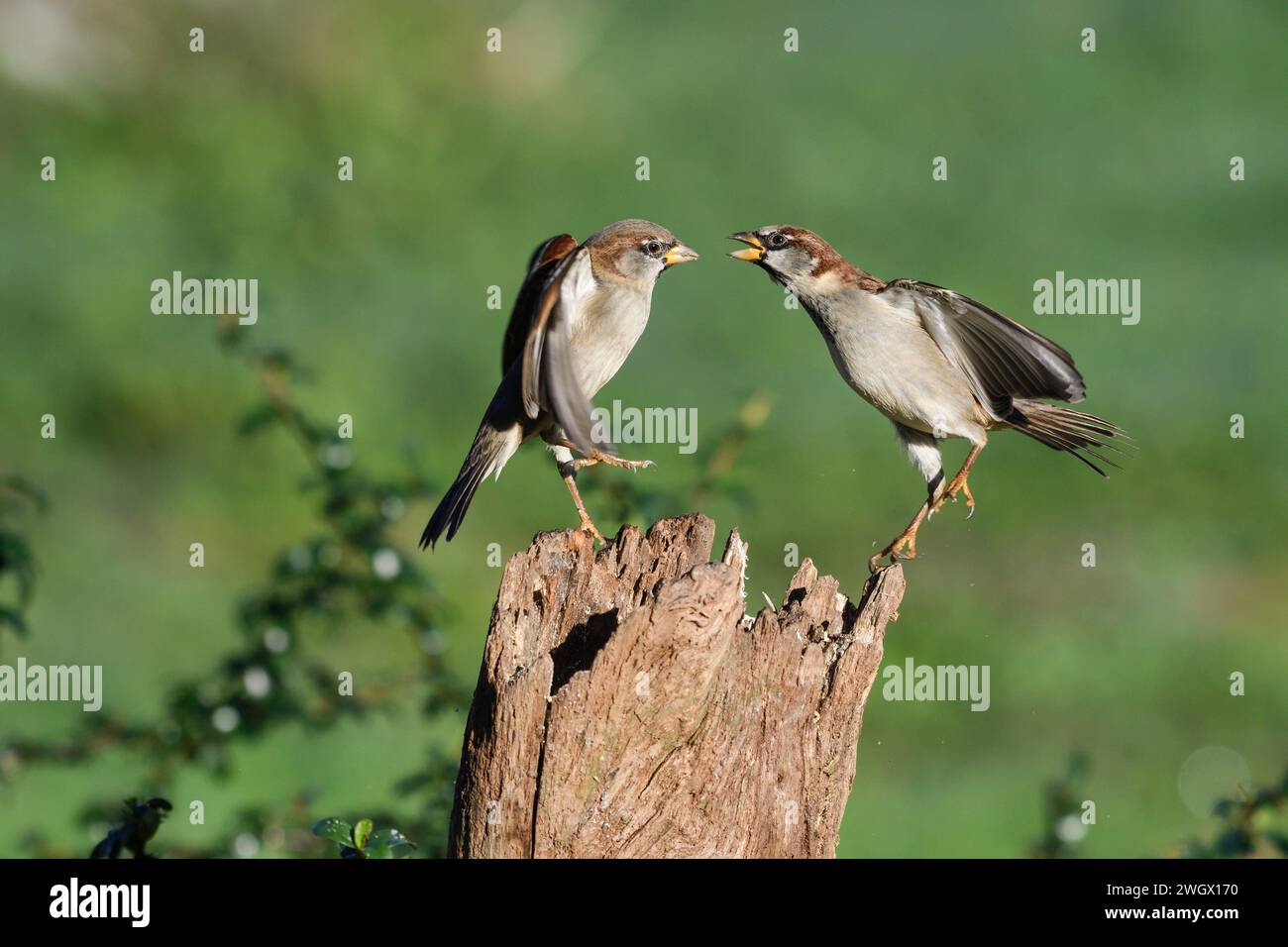 Passeri della casa che lottano per il cibo Foto Stock