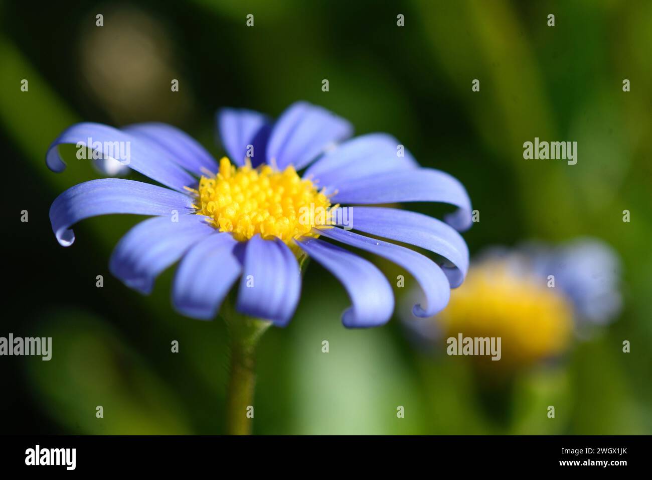 Primo piano dei fiori di Felicia amelloides Foto Stock