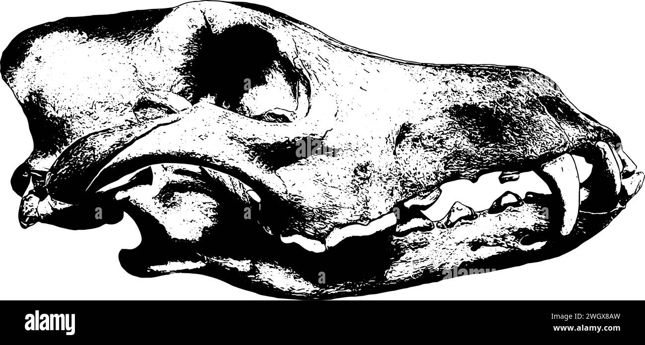 Teschio di lupo, vista del profilo, schizzo in nero, isolato Illustrazione Vettoriale