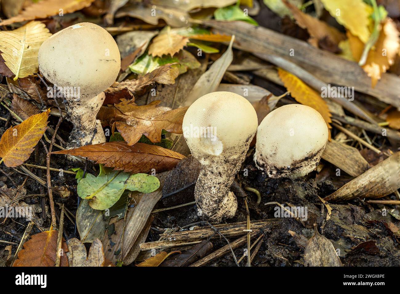 Puffball comune, Kingston Lacey, Dorset, Regno Unito Foto Stock