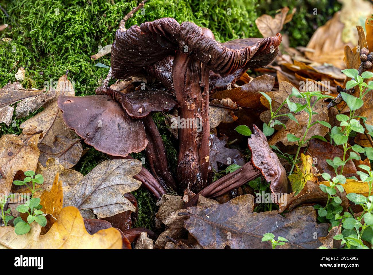 Webcap, Kingston Lacey, Dorset, Regno Unito Foto Stock