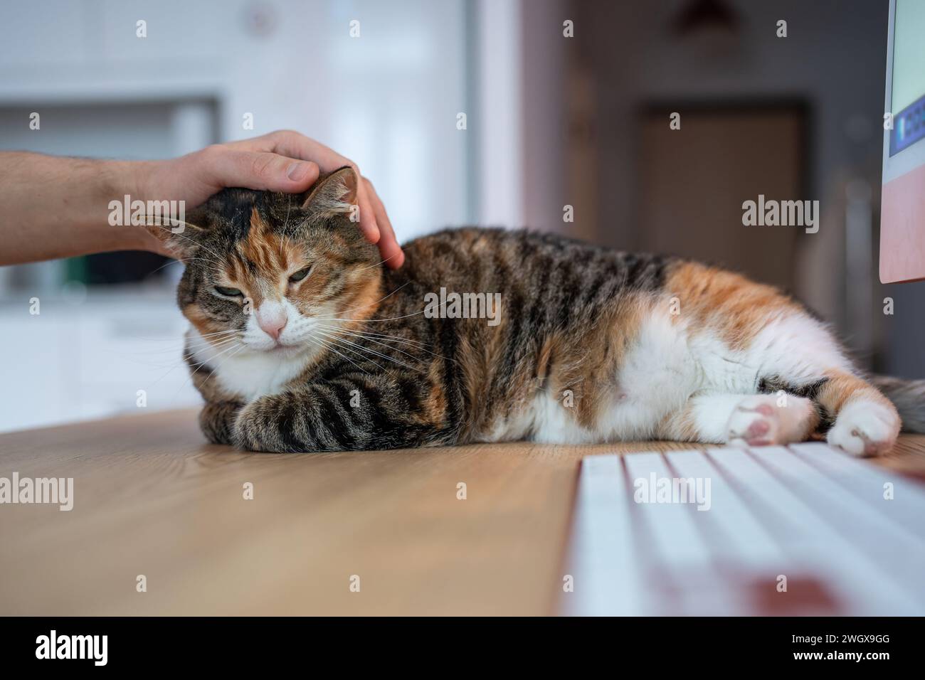 Il felino peloso trova sollievo sul piano del tavolo nascosto accanto al computer. Il proprietario della mano accarezza amorevolmente la testa di gatto Foto Stock