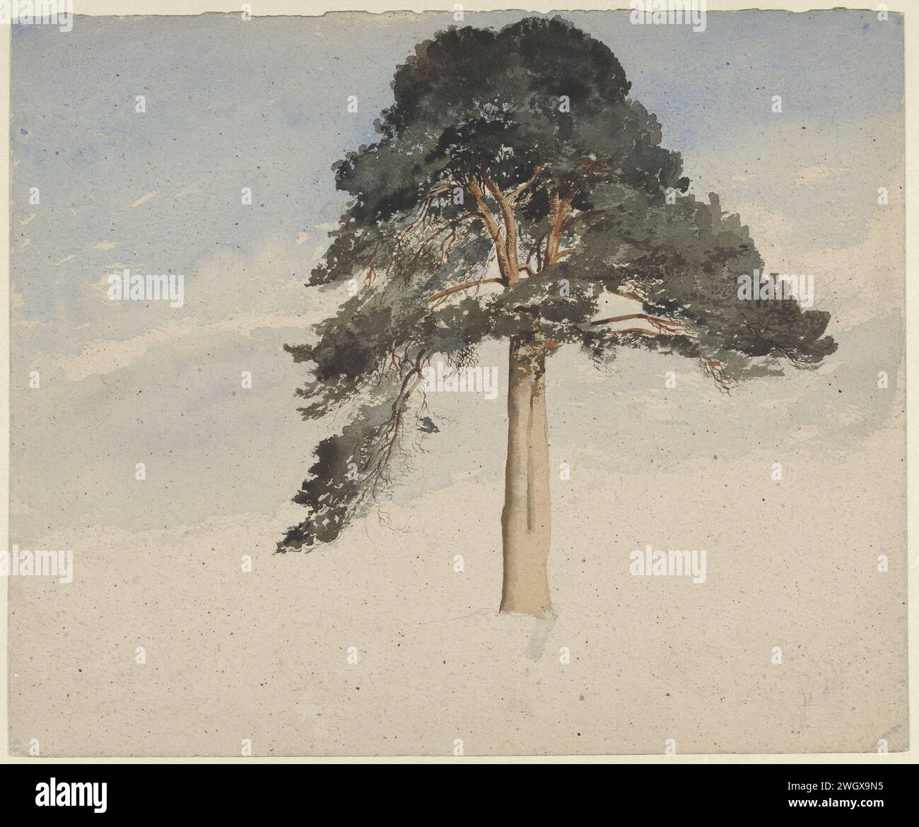 Scottish Dennenboom, William Leighton Leitch, 1814 - 1883 carta per cartucce da disegno. acquerello (vernice). alberi di pennello a matita: pino Foto Stock Scottish Dennenboom, William Leighton Leitch, 1814 - 1883 carta per cartucce da disegno. acquerello (vernice). alberi di pennello a matita: pino Foto Stock