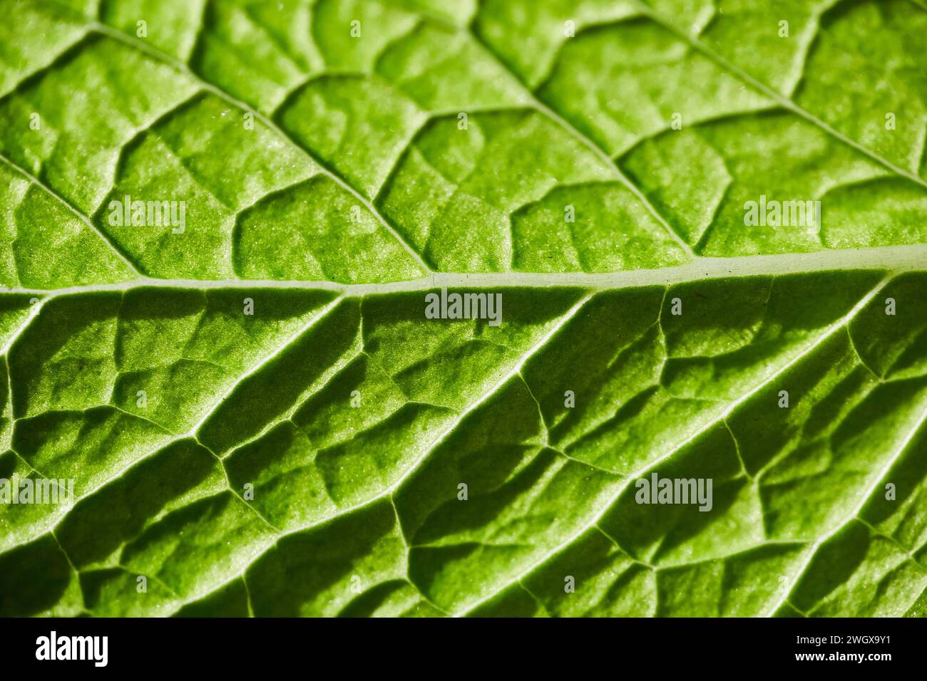 Motivi vena foglia verde brillante - Dettagli macro Foto Stock