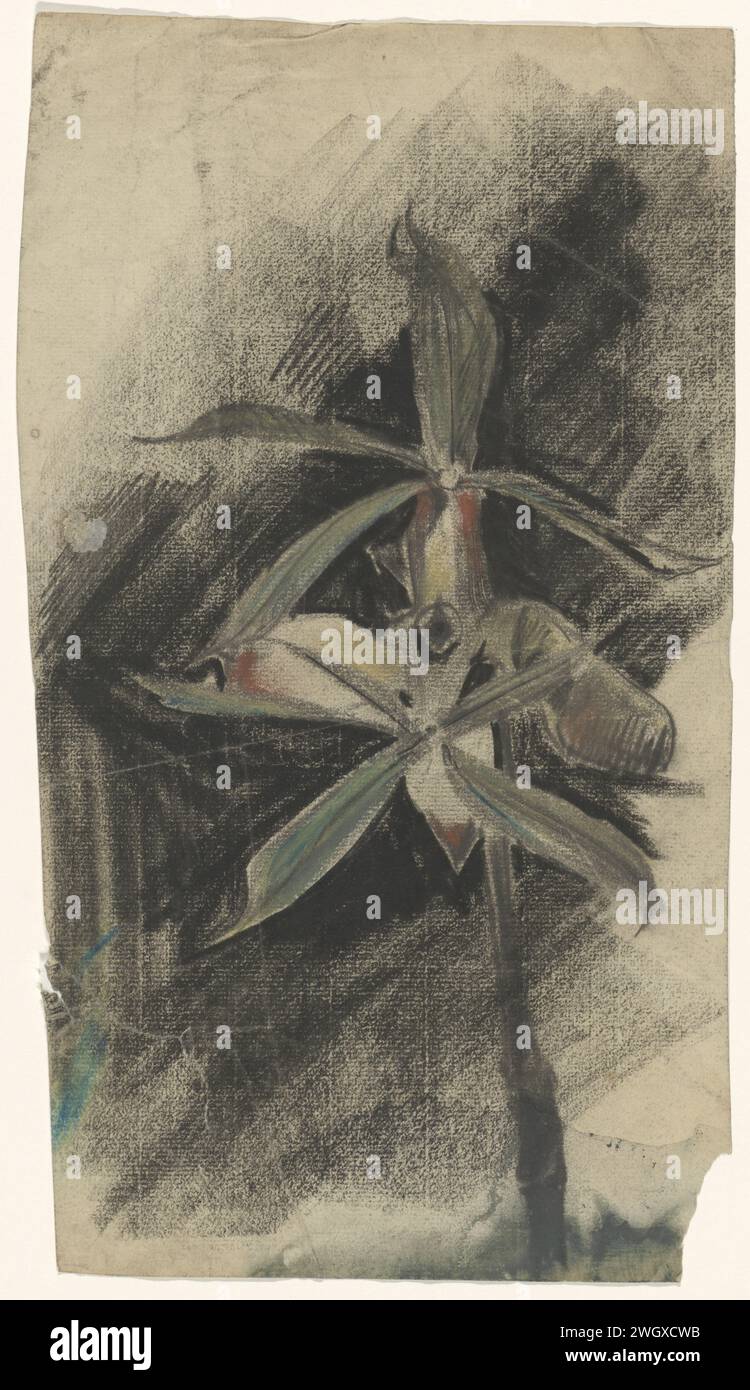 Due Orchidee, Carel Adolph Lion Cachet, 1874 - 1945 carta da disegno. fiori di gesso: orchidea Foto Stock