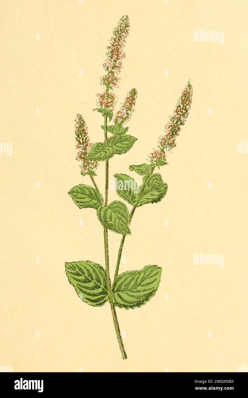Atlas de poche des plantes des champs, des prairies et des bois (PIASTRA 59) (6022563436) (2x3). Foto Stock