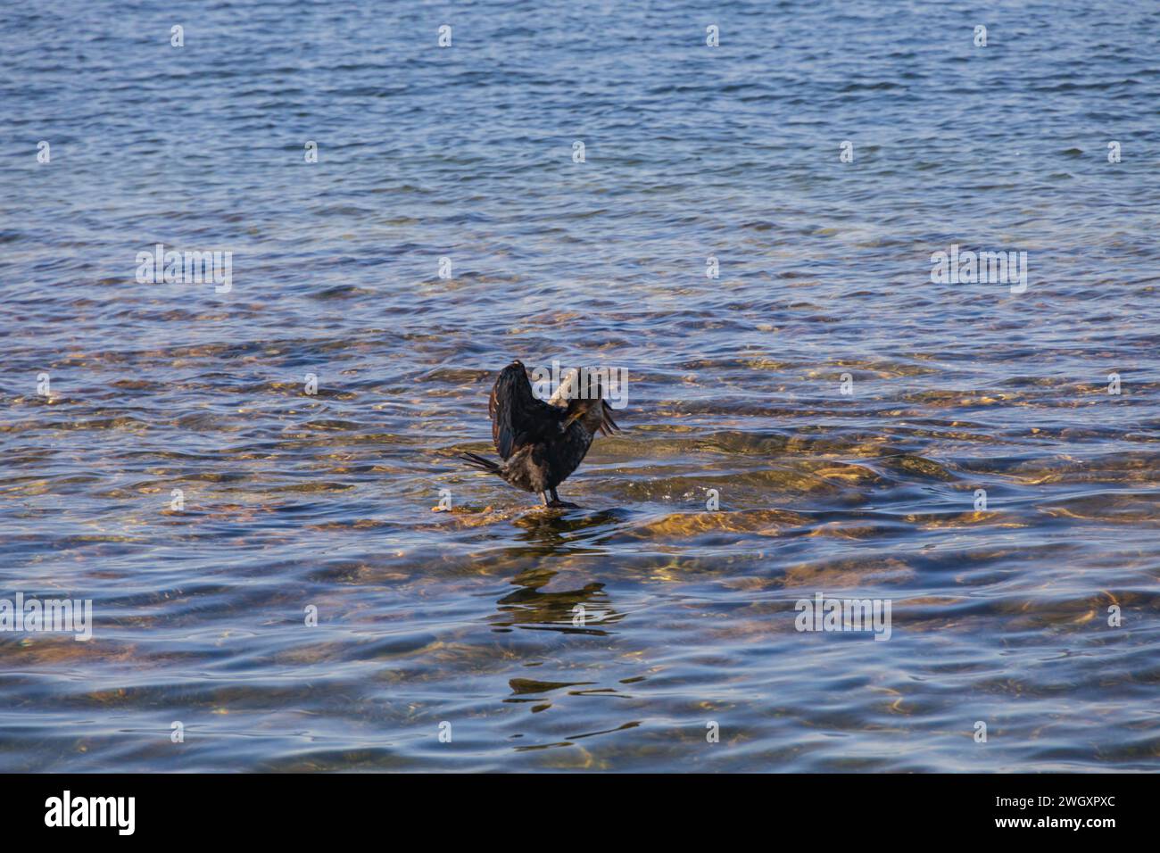 Cormorano appoggiato su rocce che asciugano le piume delle ali Foto Stock