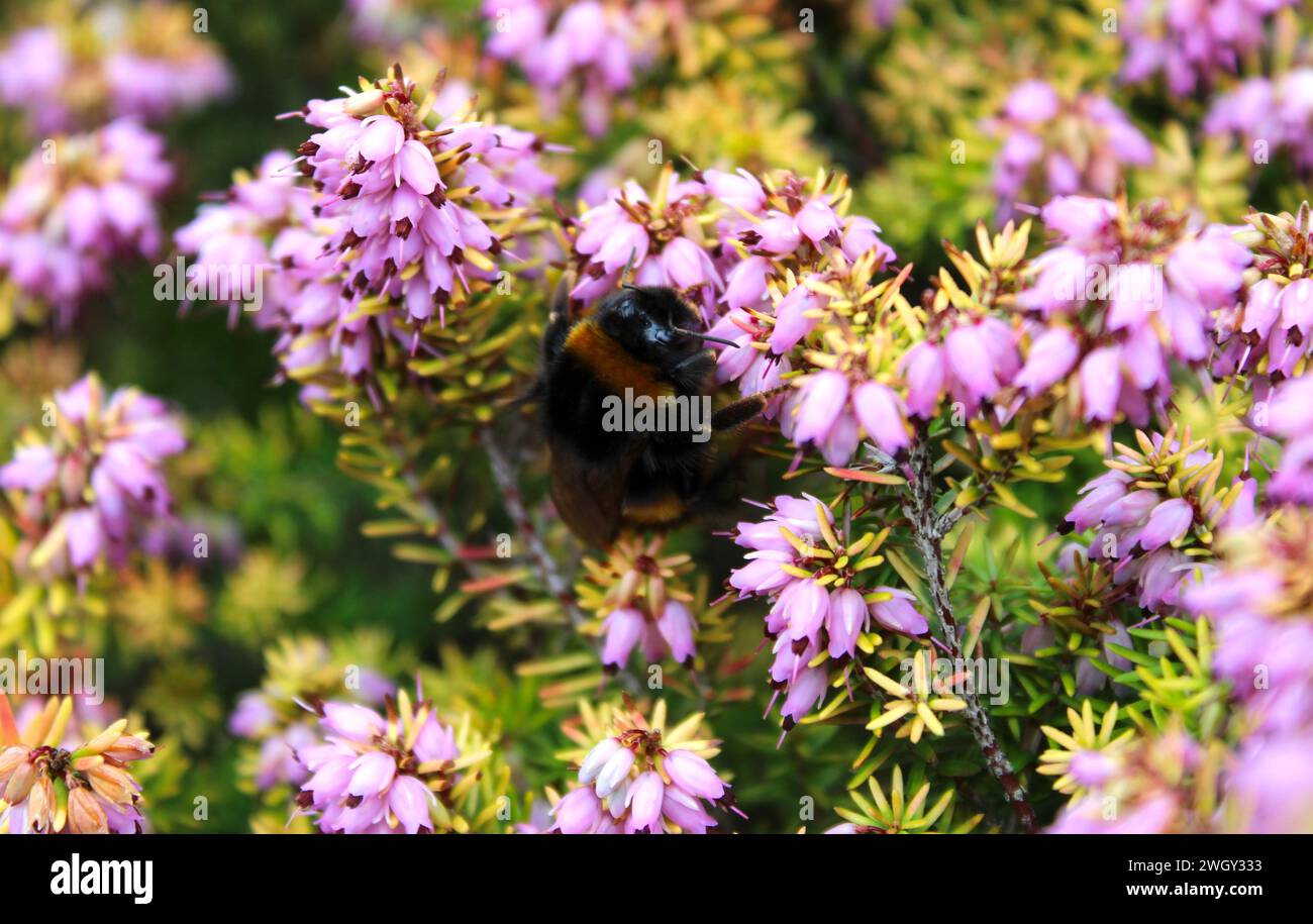 Delicata danza della natura: Un bumblebee che impollina un fiore vibrante, un'istantanea della bellezza intricata e del ruolo essenziale della fauna selvatica del giardino. Foto Stock