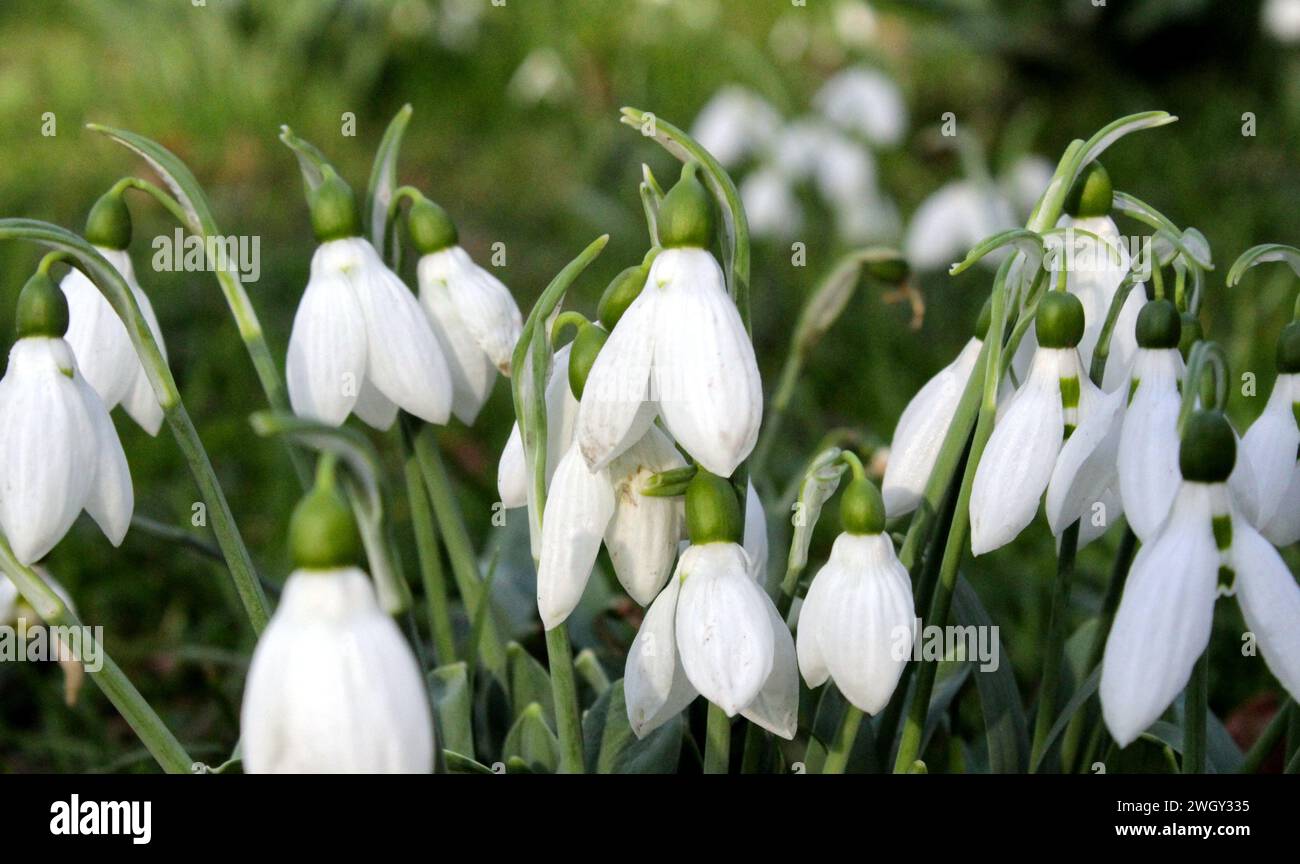 Una delicata meraviglia della fine dell'inverno: Un accattivante primo piano di fiori di neve, i loro petali bianchi incontaminati, simbolo di speranza e rinnovamento. Foto Stock