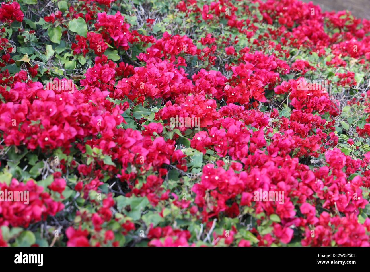 Cammina nella natura californiana tra le sue piante e i suoi fiori. Foto Stock