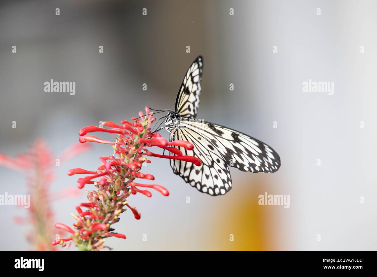 Farfalla bianca e nera seduta su fiori rossi Foto Stock