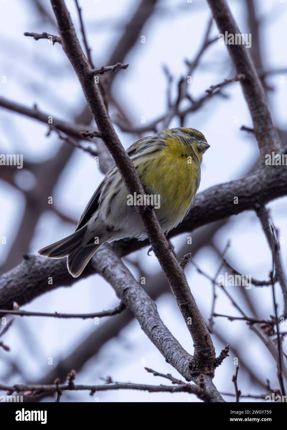 Affascinante Serin europeo (Serinus serinus) avvistato nel Parco El Retiro, Madrid. Aggiungete melodia all'atmosfera spagnola. Foto Stock