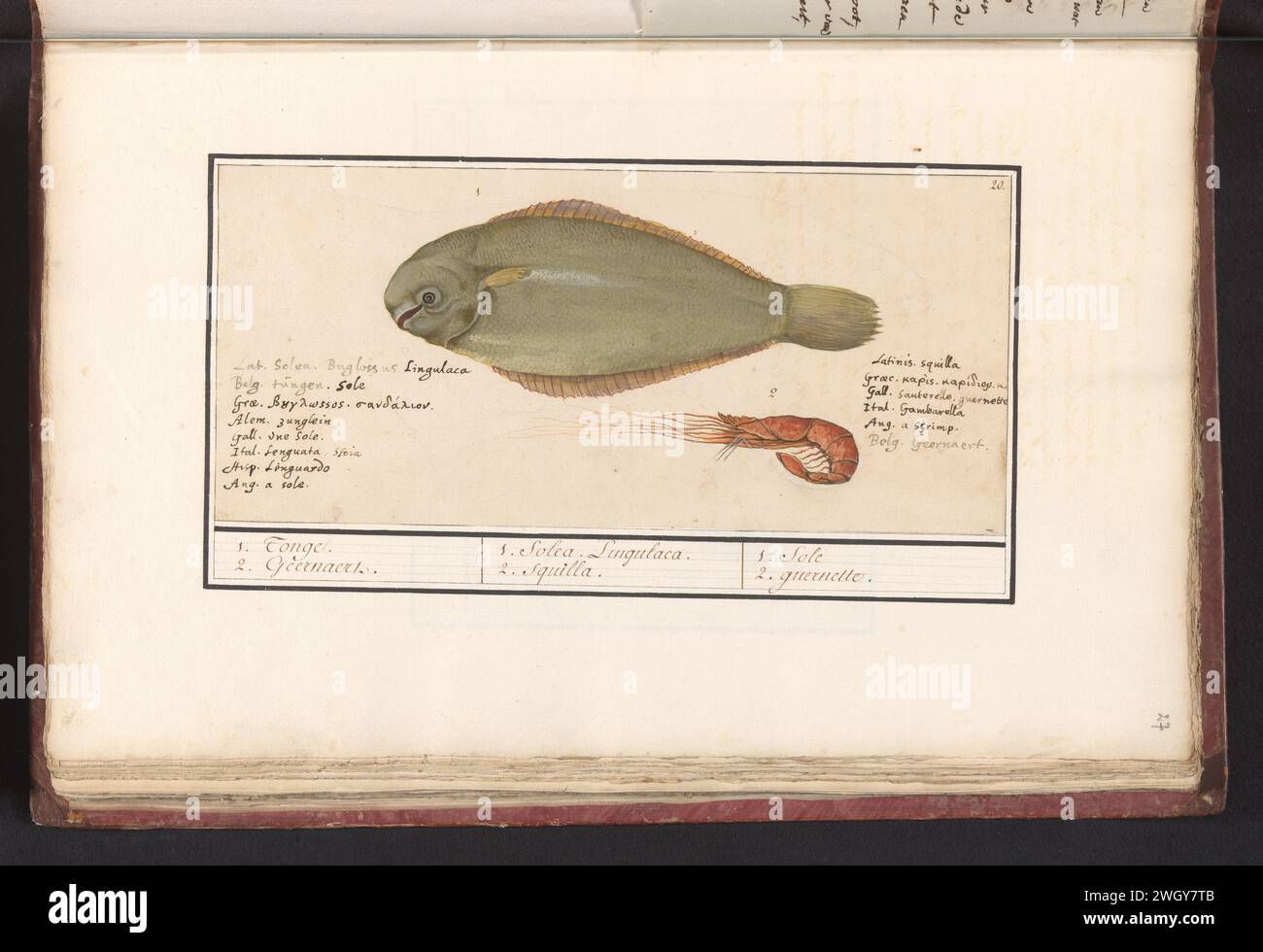 Tong (Solea Solea) en Roze Garnaal, Anselm Boëtius de Boodt, 1596 - 1610 lingua da disegno e gamberi rosa. Numerato in alto a destra: 20. A destra il nome dei gamberetti in sei lingue, a sinistra il nome della lingua in otto lingue. Parte del sesto album con disegni di pesci, conchiglie e insetti. Sesto di dodici album con disegni di animali, uccelli e piante conosciuti intorno al 1600, realizzati su commissione dell'imperatore Rodolfo II Con spiegazione in olandese, latino e francese. Relatore per parere: Praagdraftsman: Carta di Delft. matita. gesso. acquerello (vernice). vernice del ponte. pennello inchiostro / pennarello per pesci ossei Foto Stock