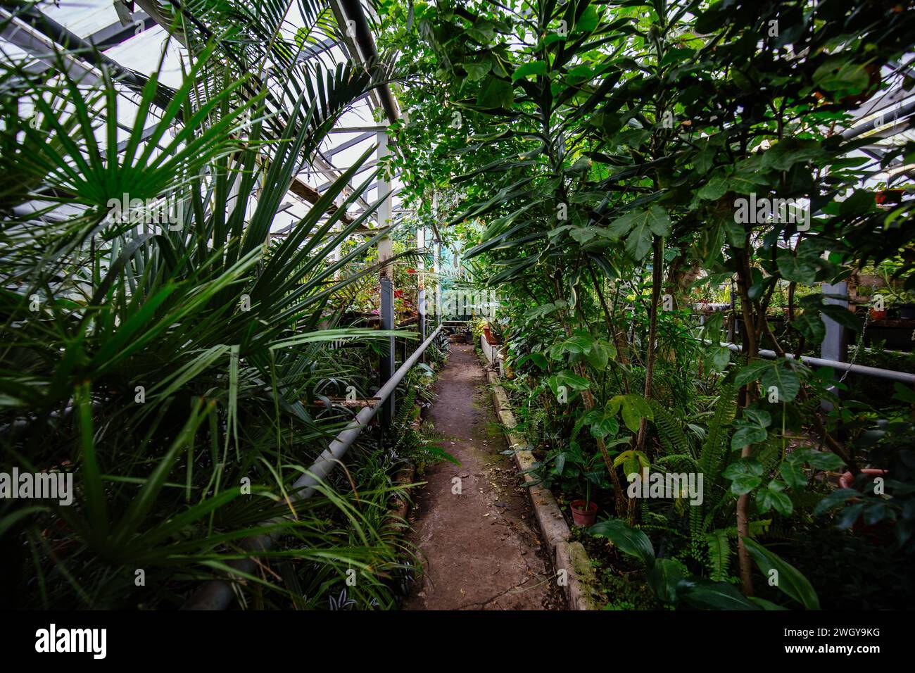 Serra con piante tropicali. Giardino botanico scientifico. Foto Stock