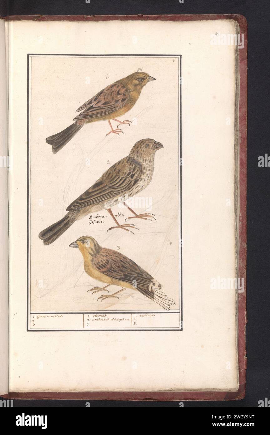 Circlgors (Emberiza Cirlus), Grauwe Gors (Emberiza Calandra) e un bunting giallo (Emberiza Citrinella), Anselmus Boëtius de Boodt, 1596 - 1610 Drawing A Circlgors, un bunting grigio e un bunting giallo. Numerato in alto a destra: 6. Nel mezzo al numero 2 il nome latino. Parte del secondo album con disegni di uccelli. Quarto di dodici album con disegni di animali, uccelli e piante conosciuti intorno al 1600, realizzati per conto dell'imperatore Rodolfo II Con spiegazione in olandese, latino e francese. Relatore per parere: Praagdraftsman: Carta di Delft. acquerello (vernice). vernice del ponte. matita. pennello a inchiostro / penna song-birds: Foto Stock