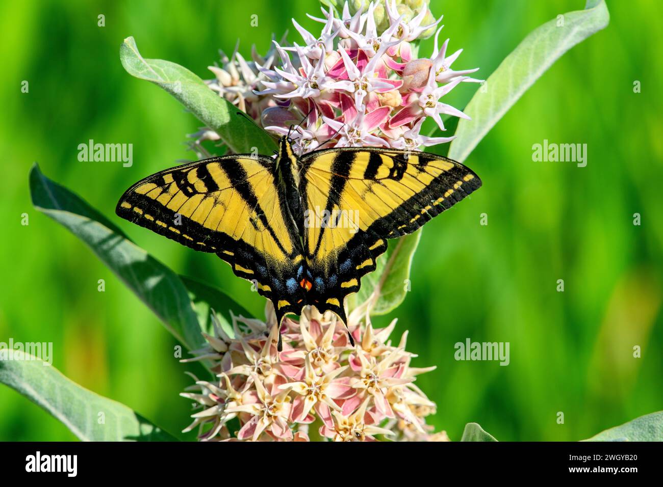 WESTERN Tiger Swallowtail su Showy Milkweed, Idaho Foto Stock