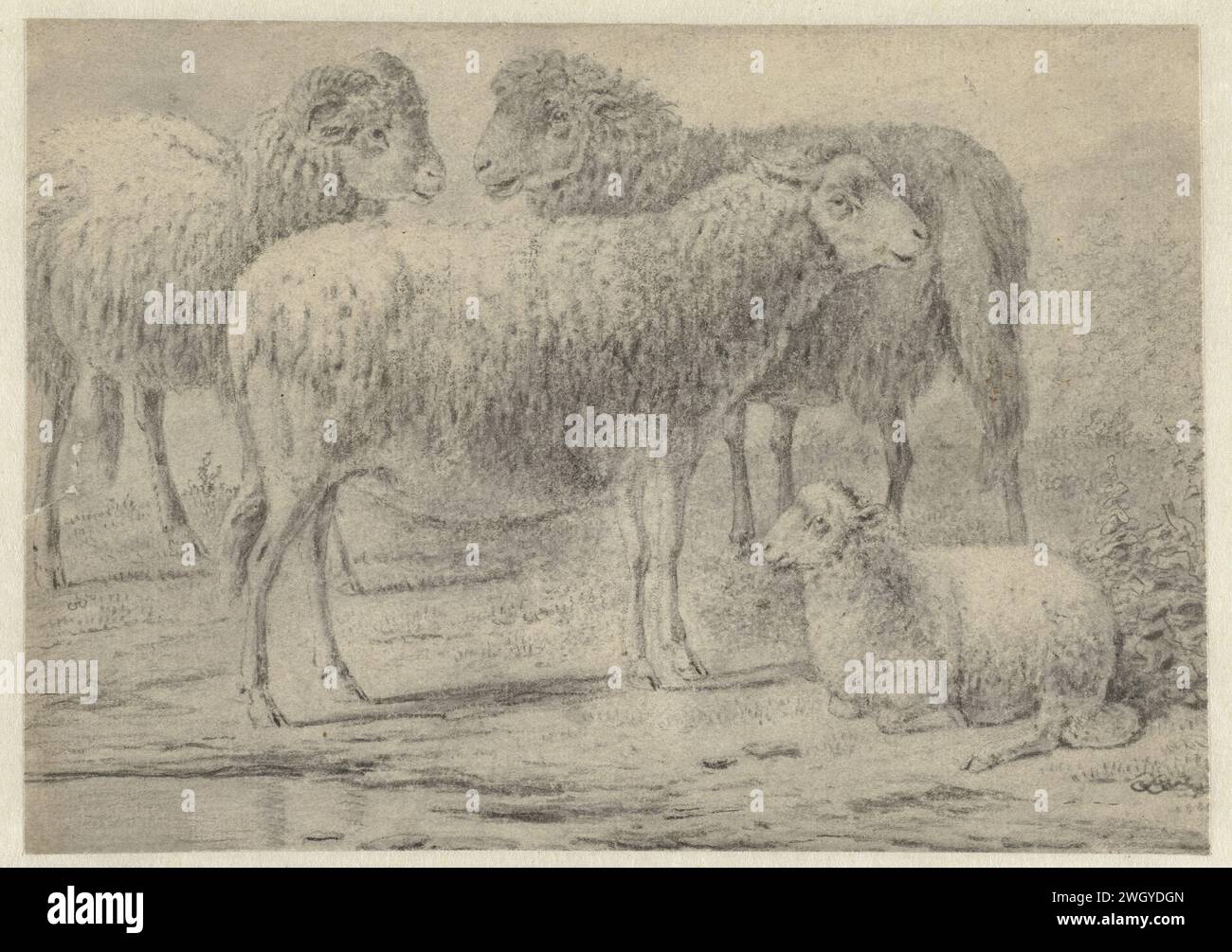 Three Standing Sheep and a Recumbent Lamb, Jan van der Meer (II) (modo di fare), 1675 - 1699 carta da disegno. pennello di gesso per pecore Foto Stock