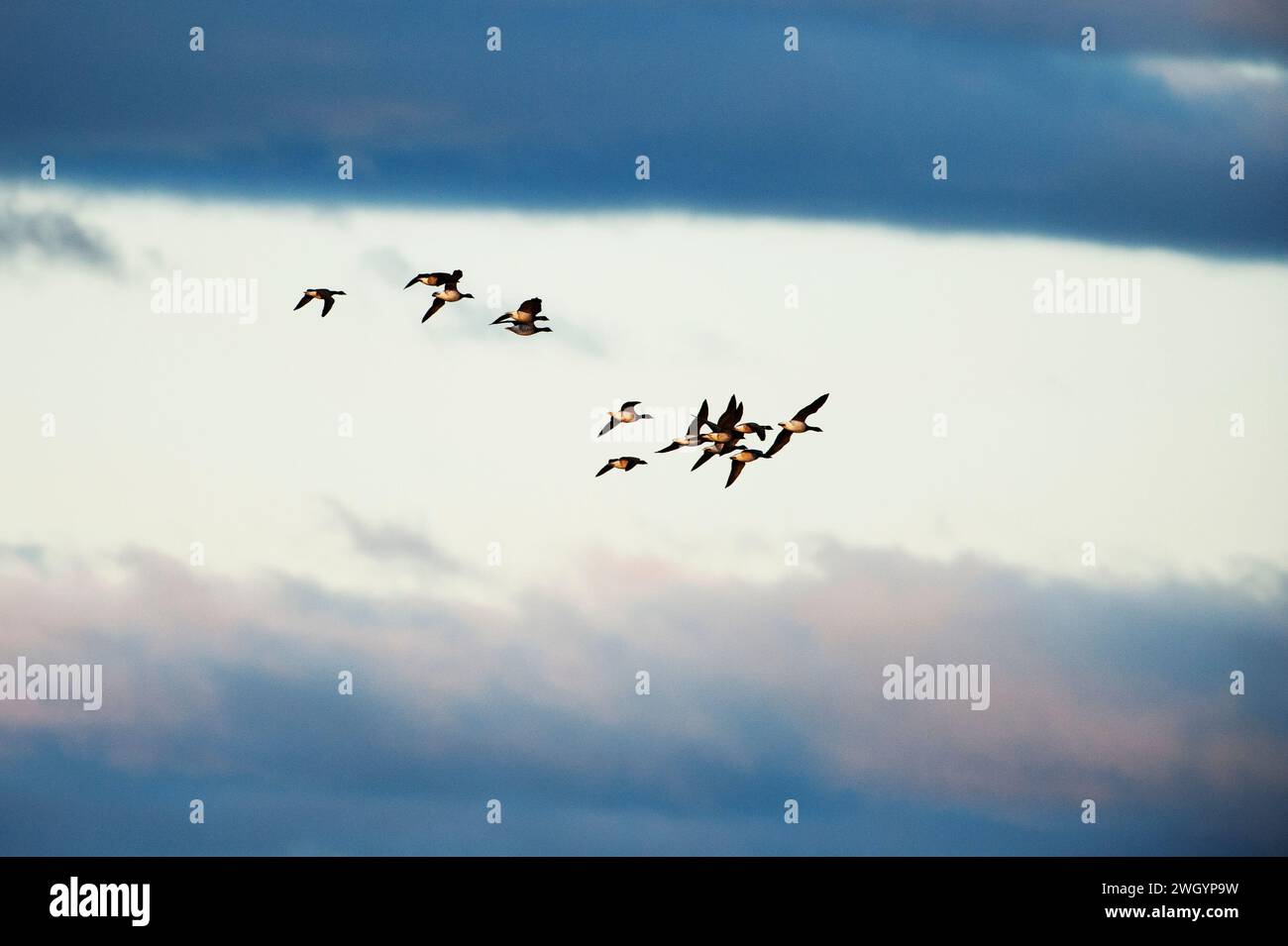 Migrare gli spiedini di Atlantic Brant contro il cielo lunare Foto Stock