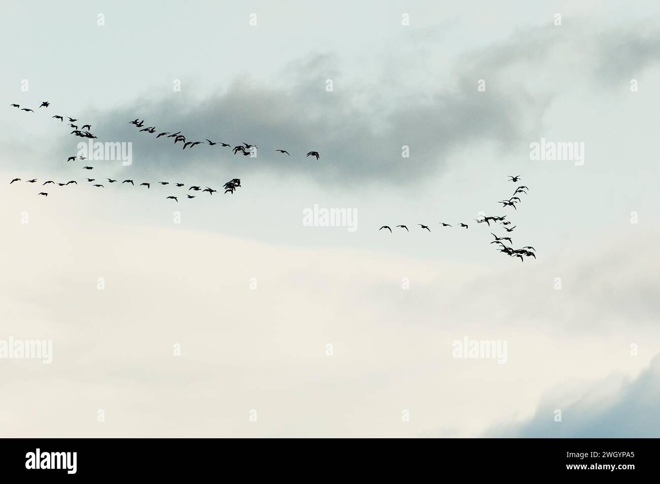Migrare gli spiedini di Atlantic Brant contro il cielo lunare Foto Stock