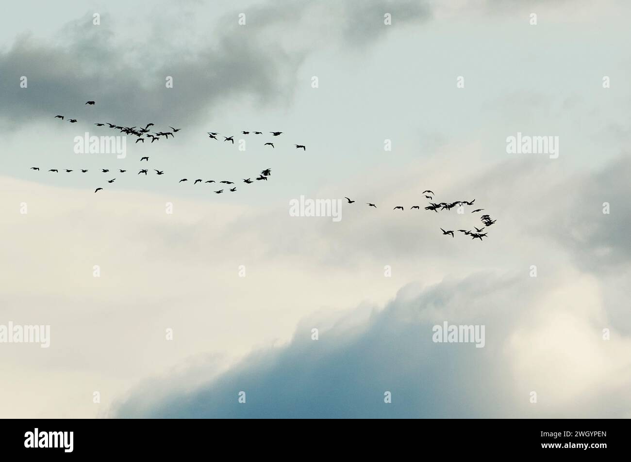 Migrare gli spiedini di Atlantic Brant contro il cielo lunare Foto Stock