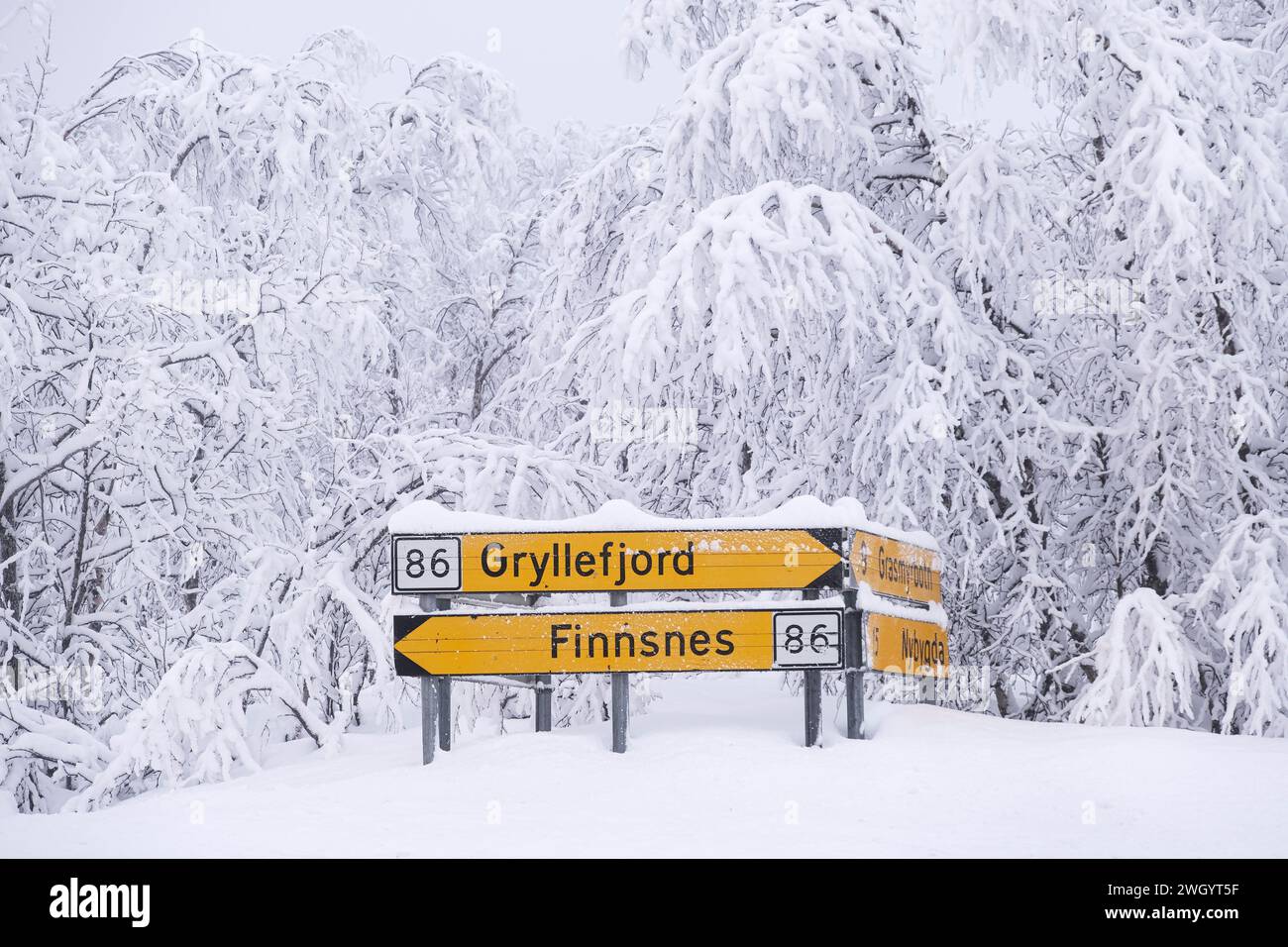 Heavy Snow copre alberi e un cartello stradale sull'autostrada 86 su Senja, Senja, Norvegia, Scandinavia, Europa Foto Stock