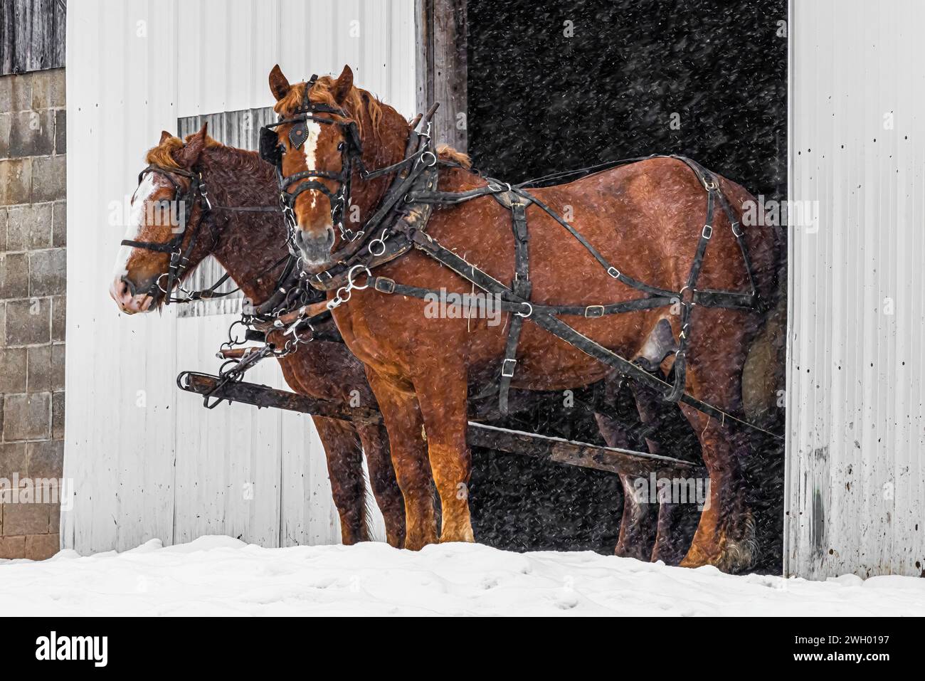 Team Amish di cavalli belgi pronti per il lavoro nella contea di Mecosta, Michigan, USA [nessun rilascio di proprietà; solo licenze editoriali] Foto Stock