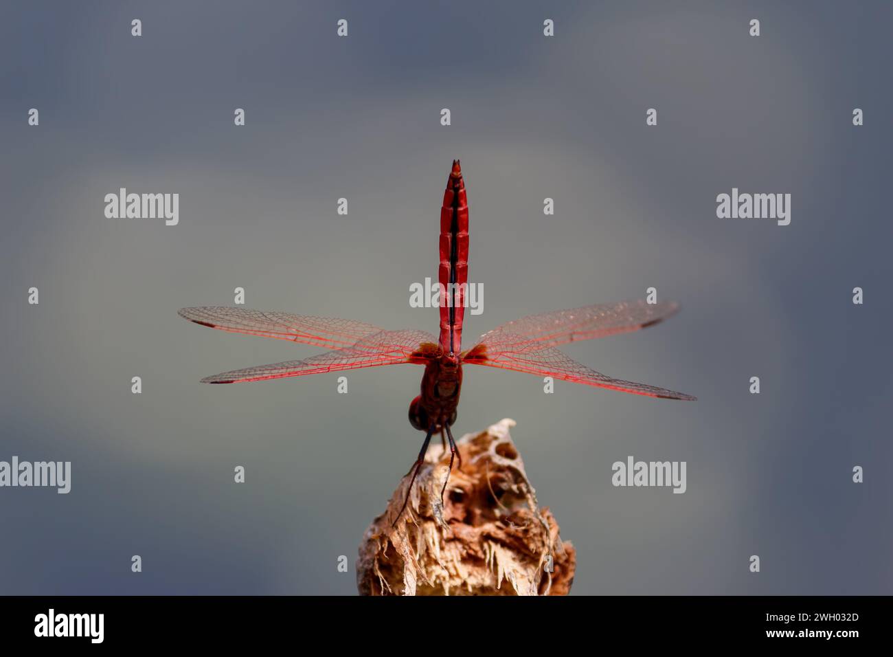 Vista ravvicinata di una Common Darter Red Dragonfly che riposa su un Plank di legno vicino a uno stagno in uno zoo Foto Stock