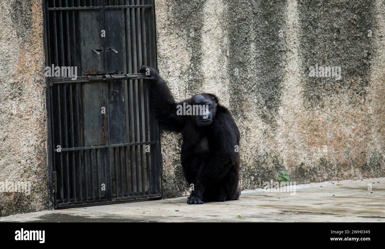 Lo scimpanzé più antico dell'India, Rita, si trova vicino al cancello della gabbia all'interno del Parco zoologico nazionale di Delhi, India Foto Stock