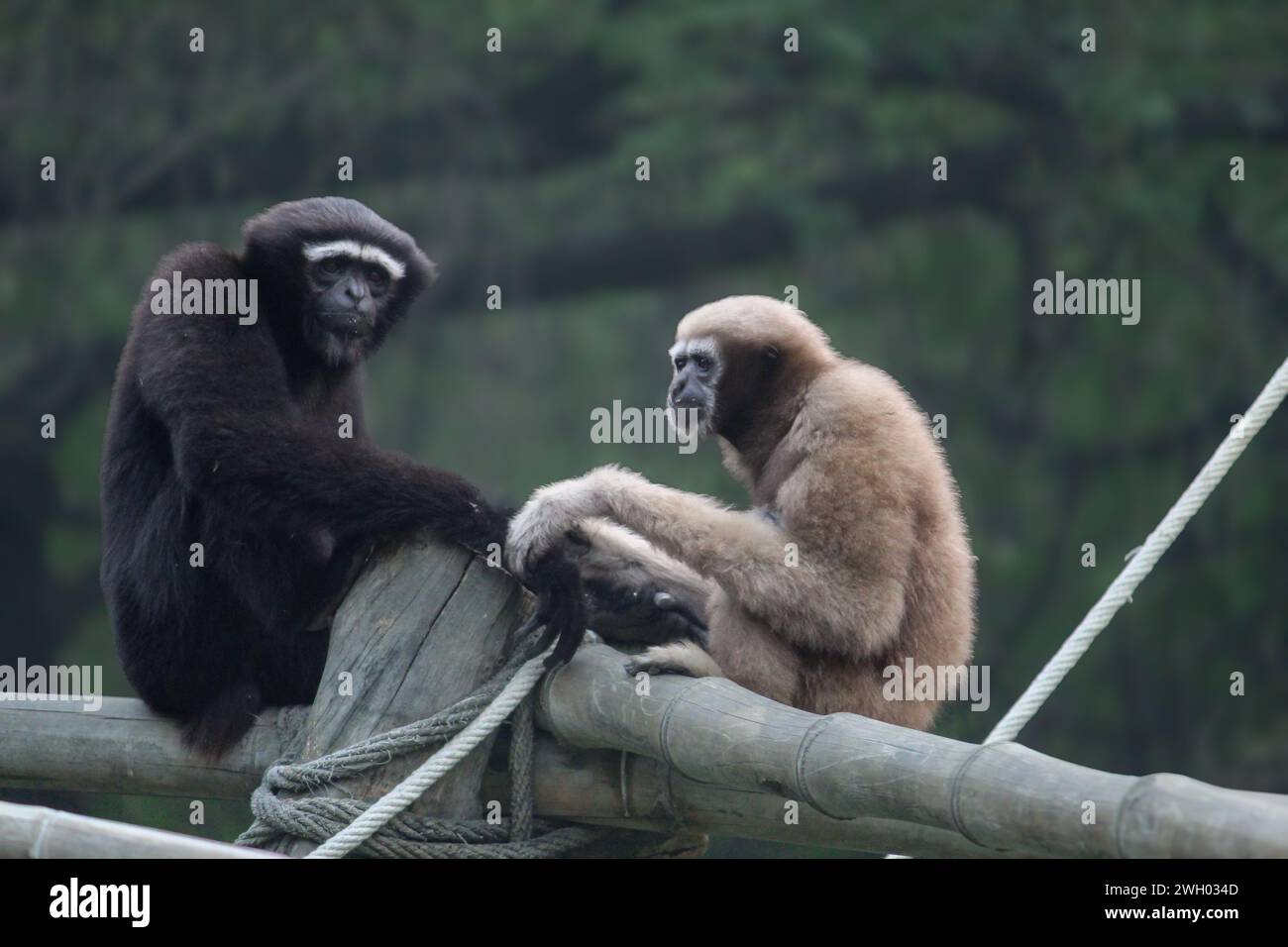 gibbon hoolock occidentale seduto su un blocco di legno e che fissa i visitatori all'interno di uno zoo Foto Stock