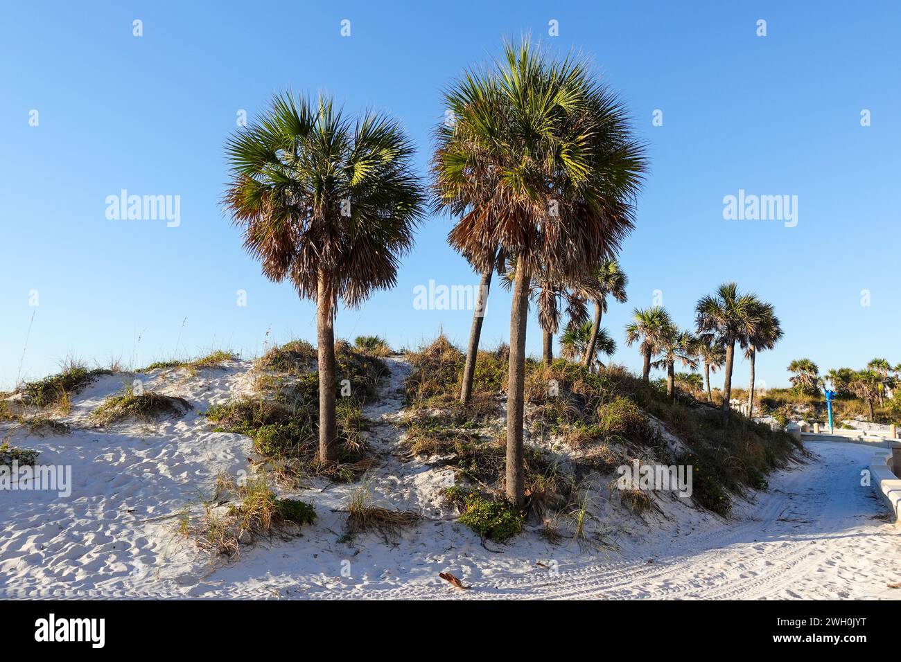 Palme che crescono su spiagge di sabbia bianca a Clearwater, Florida, sulla costa del Golfo della Florida Foto Stock