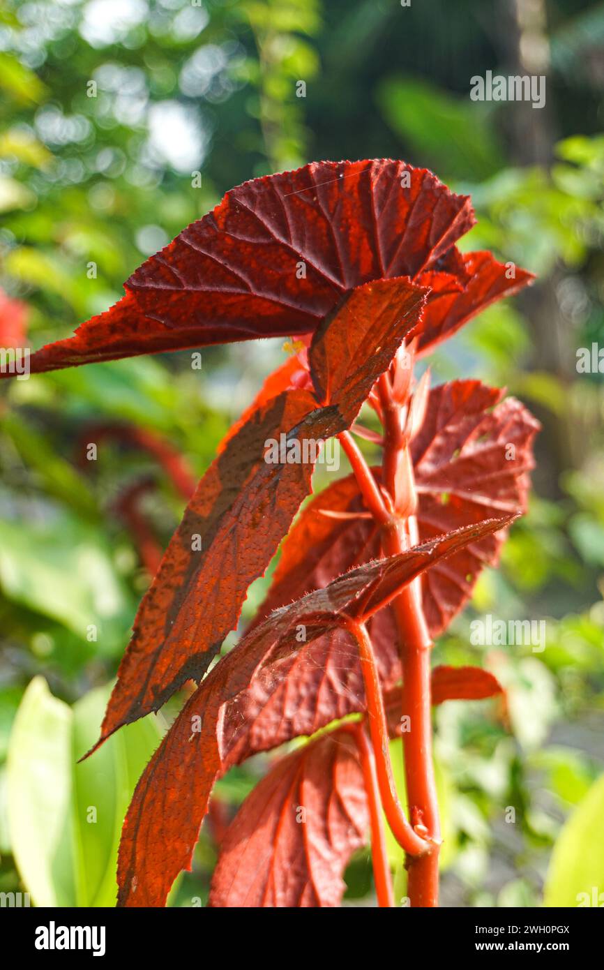 I lussureggianti fiori di begonia sono illuminati dal caldo e luminoso sole mattutino Foto Stock