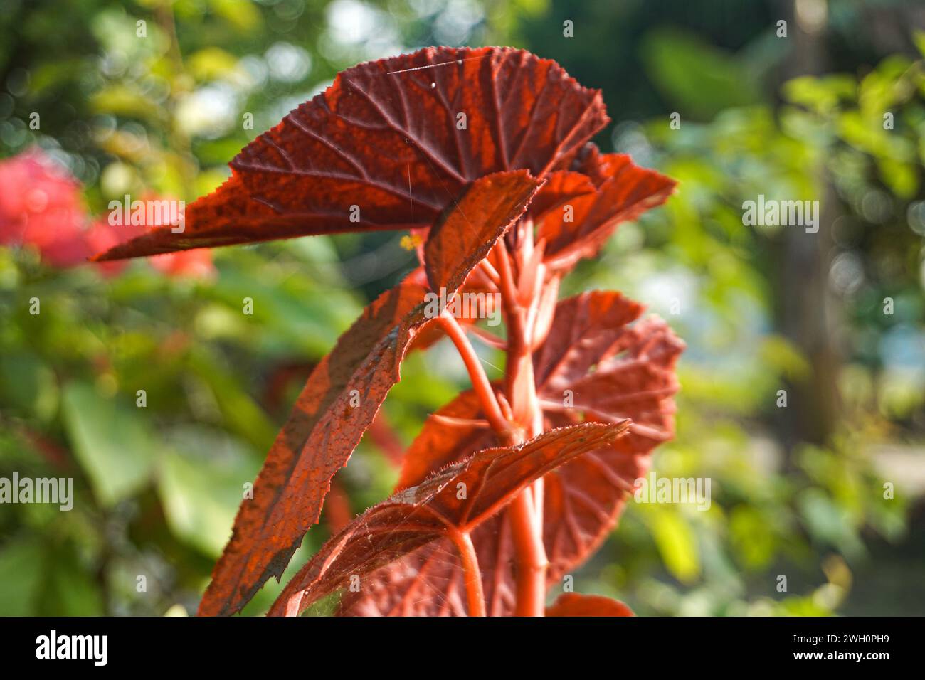 I lussureggianti fiori di begonia sono illuminati dal caldo e luminoso sole mattutino Foto Stock