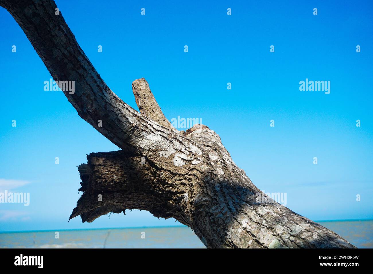 Vista del litorale in una giornata limpida, cielo blu e un albero di legno secco morto Foto Stock