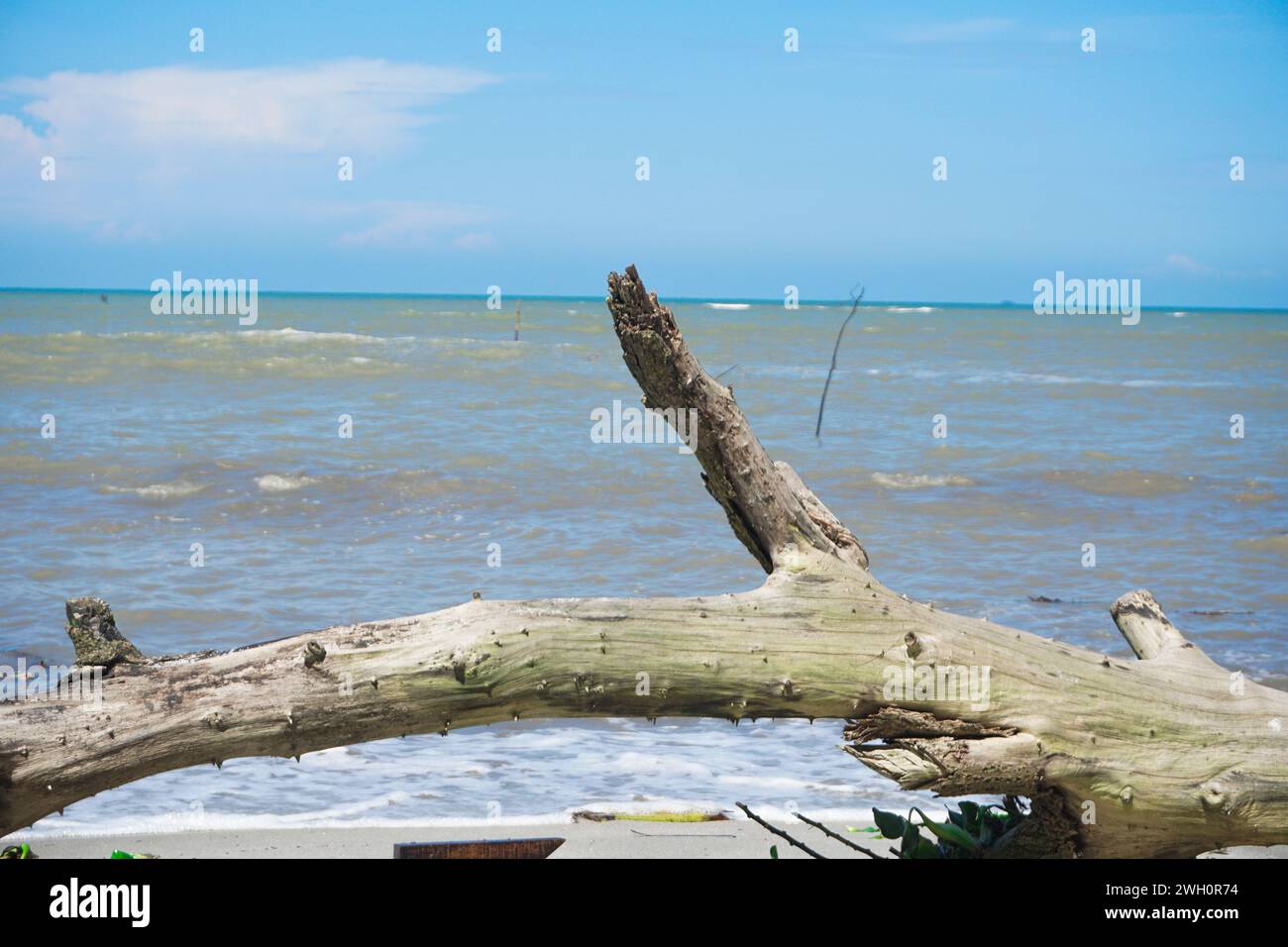 Vista del litorale in una giornata limpida, cielo blu e un albero di legno secco morto Foto Stock